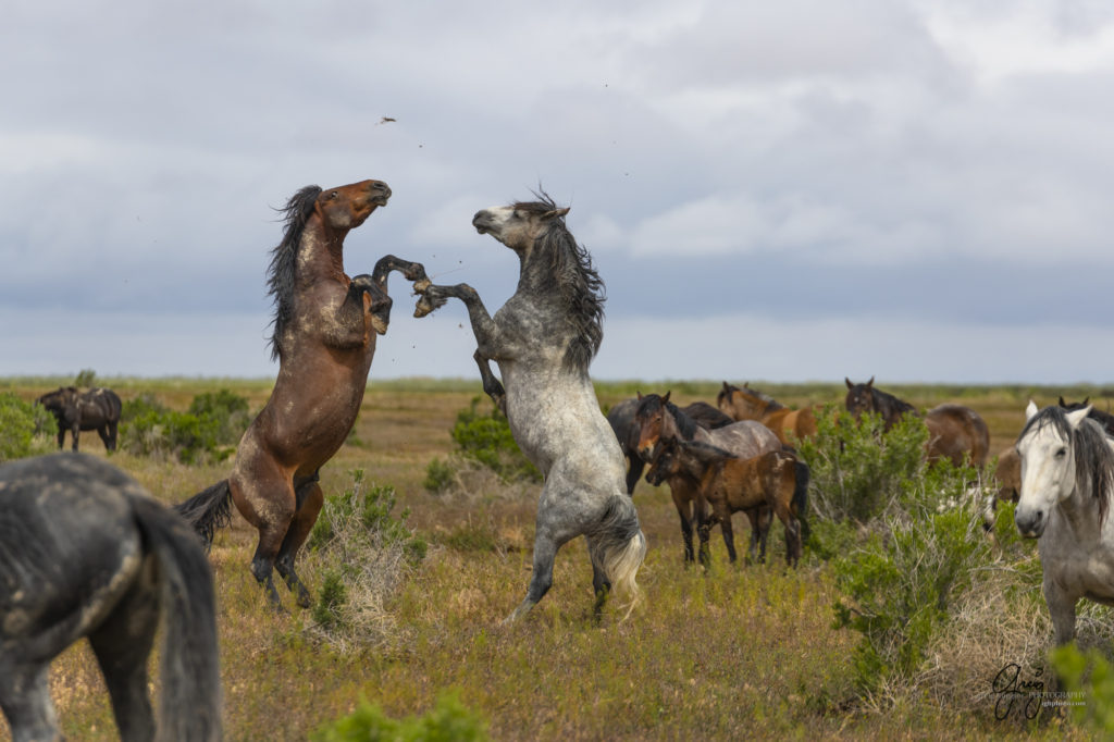 mustangs, wild horse mustangs, wild horse stallions, Onaqui wild horses, wild horse photography, photograph of two wild horse stallions or mustangs in a battle over mares wild horse stallions