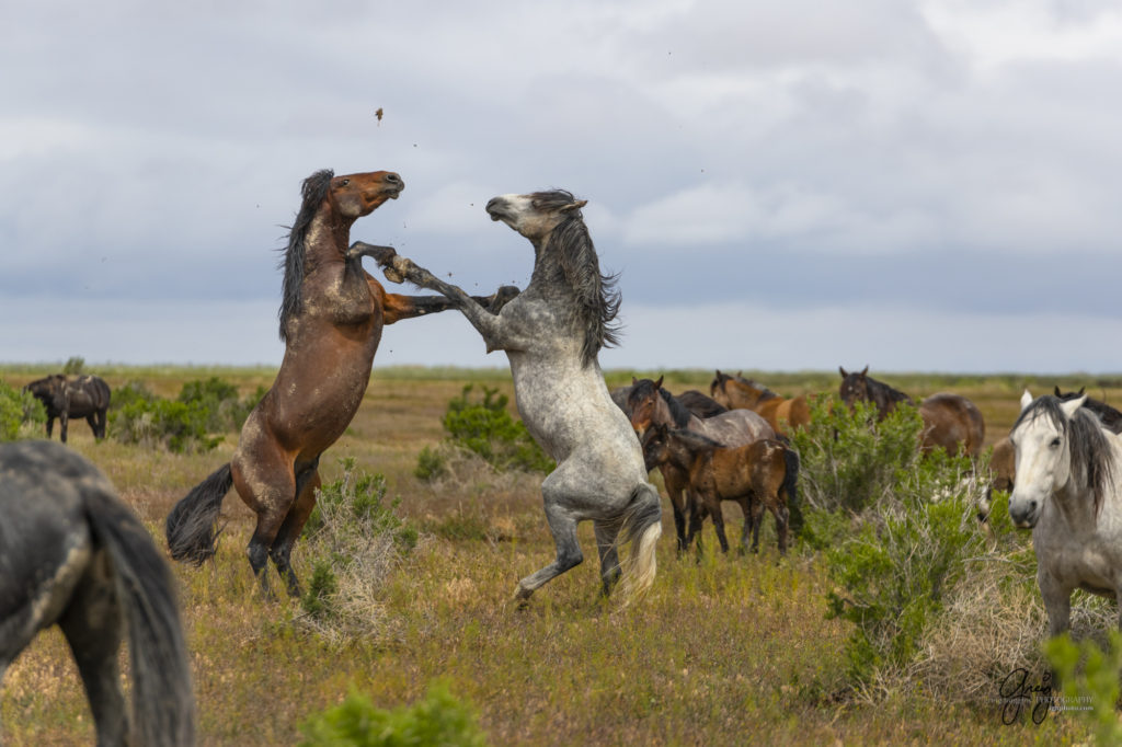 mustangs, wild horse mustangs, wild horse stallions, Onaqui wild horses, wild horse photography, photograph of two wild horse stallions or mustangs in a battle over mares wild horse stallions