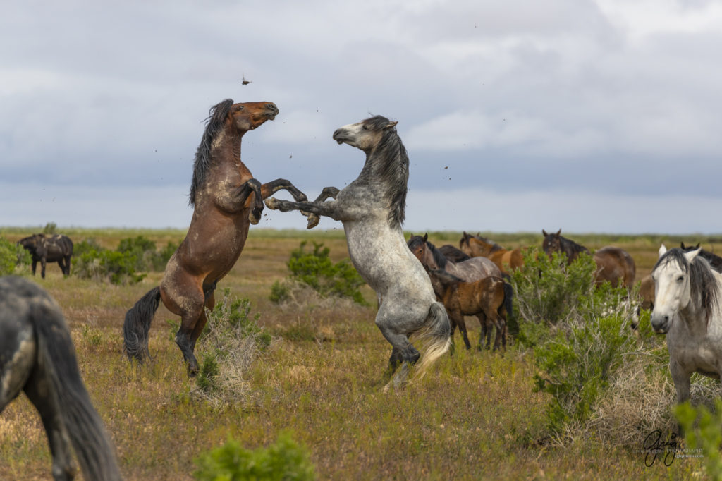 mustangs, wild horse mustangs, wild horse stallions, Onaqui wild horses, wild horse photography, photograph of two wild horse stallions or mustangs in a battle over mares wild horse stallions