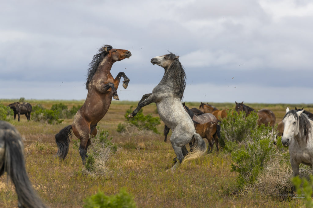 mustangs, wild horse mustangs, wild horse stallions, Onaqui wild horses, wild horse photography, photograph of two wild horse stallions or mustangs in a battle over mares wild horse stallions