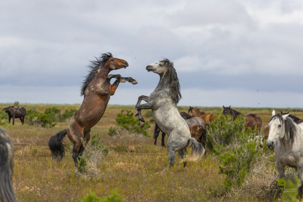 mustangs, wild horse mustangs, wild horse stallions, Onaqui wild horses, wild horse photography, photograph of two wild horse stallions or mustangs in a battle over mares wild horse stallions