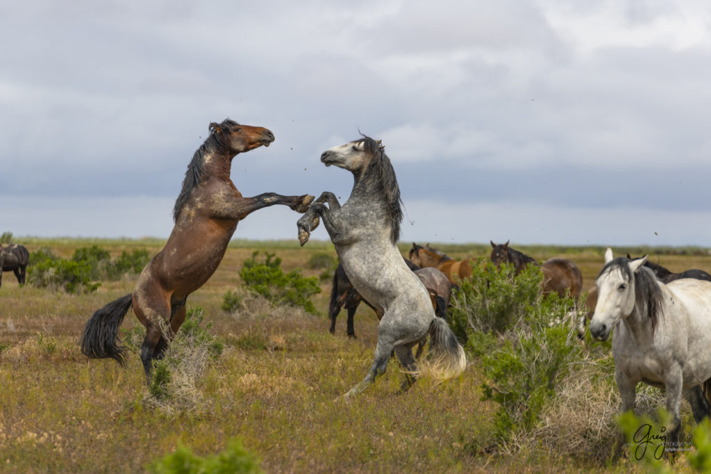 mustangs, wild horse mustangs, wild horse stallions, Onaqui wild horses, wild horse photography, photograph of two wild horse stallions or mustangs in a battle over mares wild horse stallions