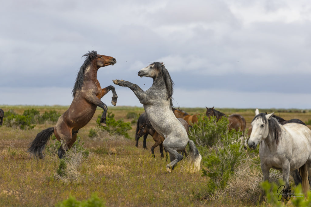 mustangs, wild horse mustangs, wild horse stallions, Onaqui wild horses, wild horse photography, photograph of two wild horse stallions or mustangs in a battle over mares wild horse stallions