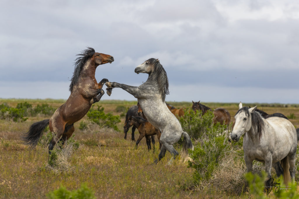 mustangs, wild horse mustangs, wild horse stallions, Onaqui wild horses, wild horse photography, photograph of two wild horse stallions or mustangs in a battle over mares wild horse stallions