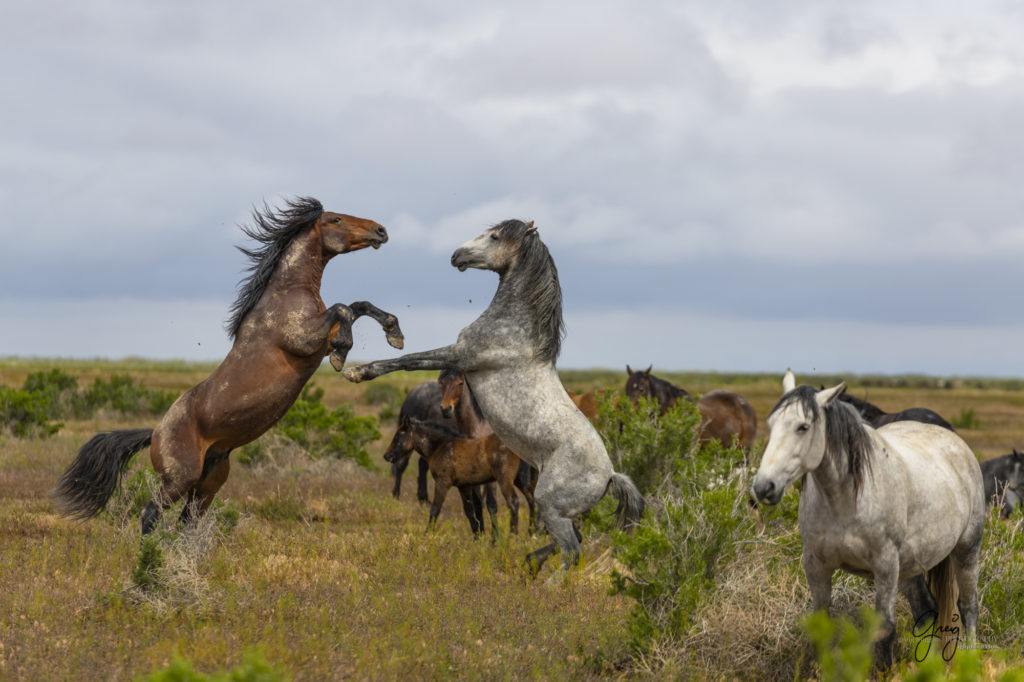 mustangs, wild horse mustangs, wild horse stallions, Onaqui wild horses, wild horse photography, photograph of two wild horse stallions or mustangs in a battle over mares wild horse stallions