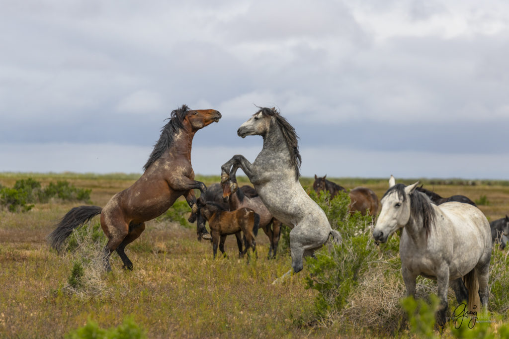 mustangs, wild horse mustangs, wild horse stallions, Onaqui wild horses, wild horse photography, photograph of two wild horse stallions or mustangs in a battle over mares wild horse stallions