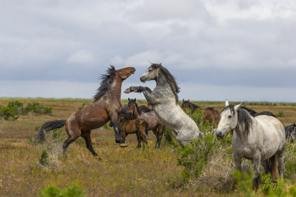 mustangs, wild horse mustangs, wild horse stallions, Onaqui wild horses, wild horse photography, photograph of two wild horse stallions or mustangs in a battle over mares wild horse stallions