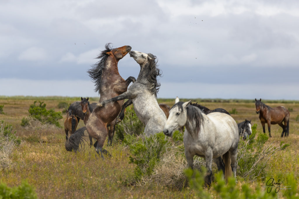 mustangs, wild horse mustangs, wild horse stallions, Onaqui wild horses, wild horse photography, photograph of two wild horse stallions or mustangs in a battle over mares wild horse stallions