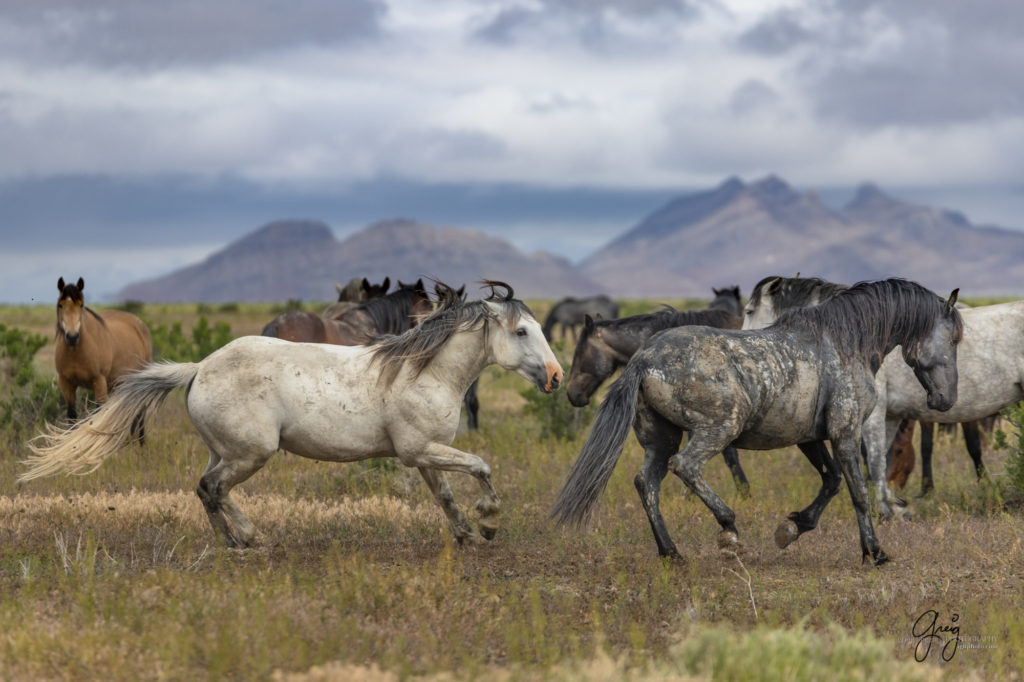 mustangs, wild horse mustangs, wild horse stallions, Onaqui wild horses, wild horse photography, photograph of two wild horse stallions or mustangs getting ready to battle over mares wild horse stallions