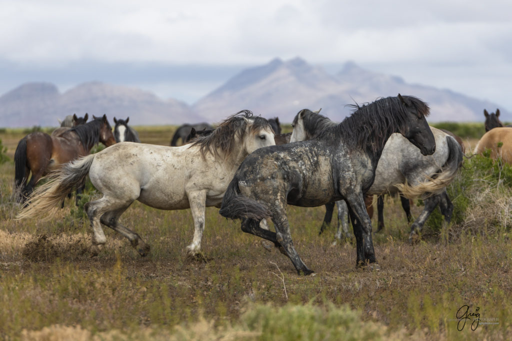 mustangs, wild horse mustangs, wild horse stallions, Onaqui wild horses, wild horse photography, photograph of a wild horse stallion or mustang getting ready to battle over mares wild horse stallions