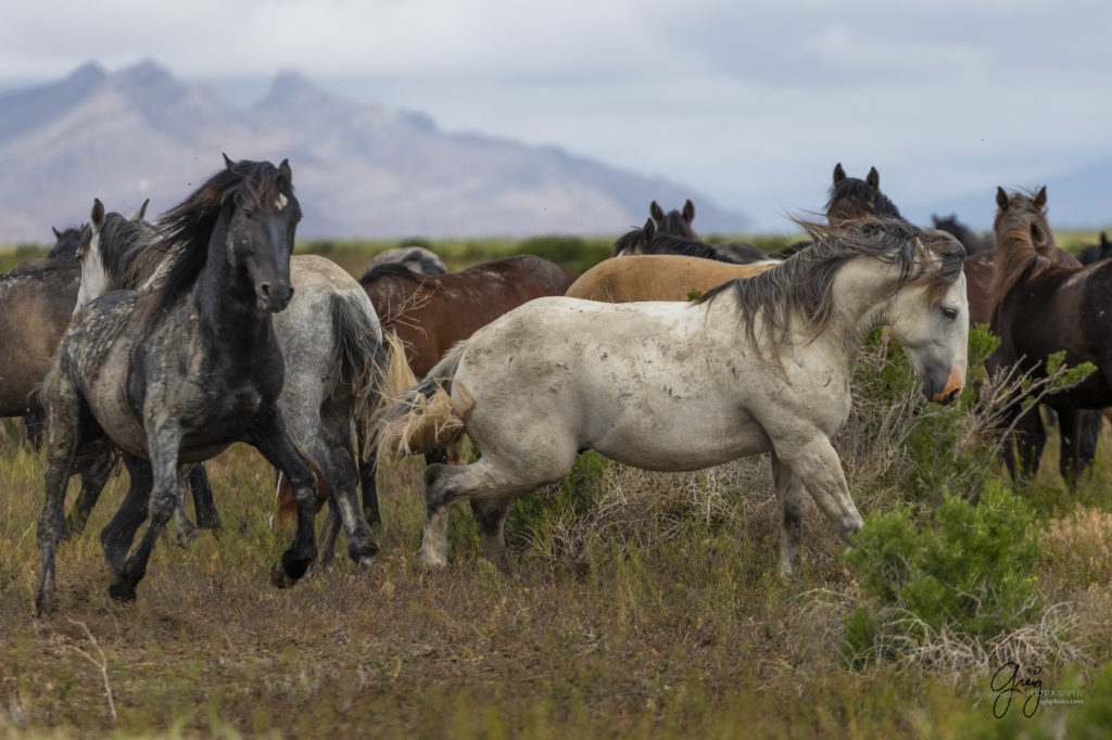 mustangs, wild horse mustangs, wild horse stallions, Onaqui wild horses, wild horse photography, photograph of a wild horse stallion or mustang getting ready to battle over mares wild horse stallions