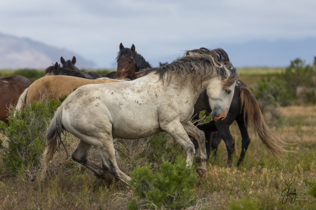 mustangs, wild horse mustangs, wild horse stallions, Onaqui wild horses, wild horse photography, photograph of a wild horse stallion or mustang getting ready to battle over mares wild horse stallions