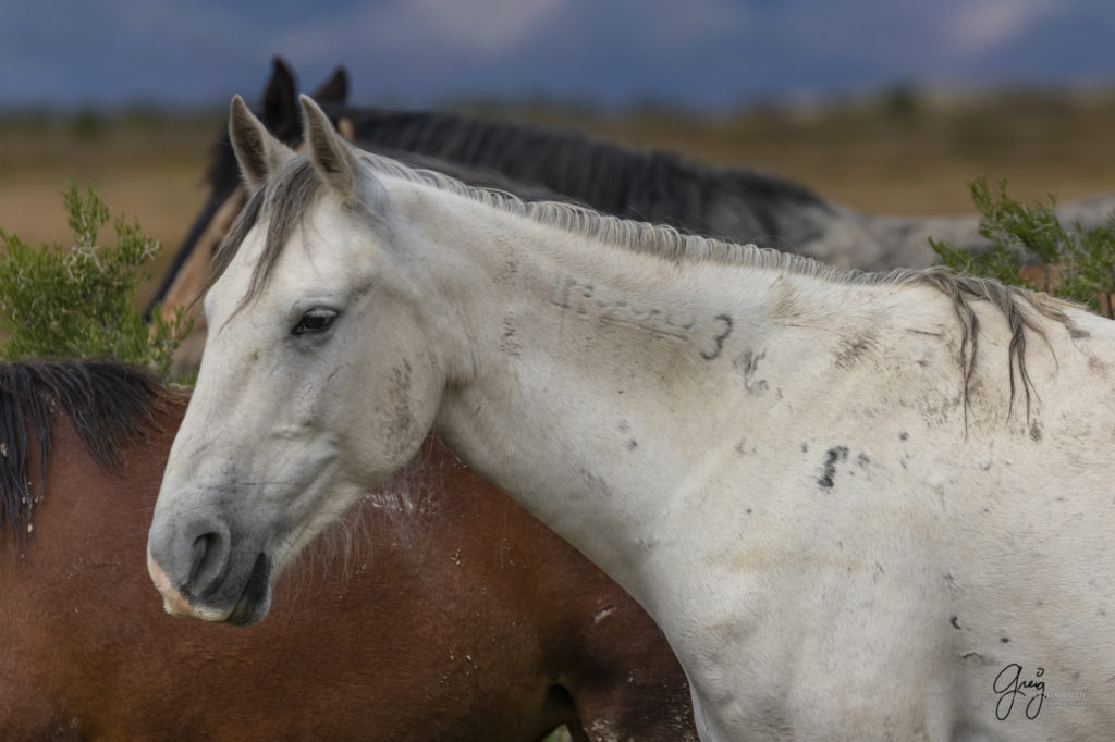 mustangs, wild horse mustangs, wild horse stallions, Onaqui wild horses, wild horse photography, photograph of a wild horse mare that has been branded and given PZP