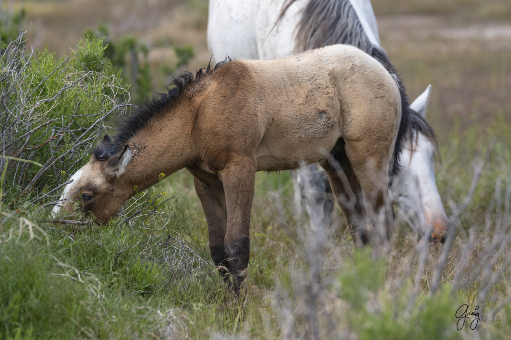 mustangs, wild horse mustangs, wild horse stallions, Onaqui wild horses, wild horse photography, photograph of wild horse foal or colt