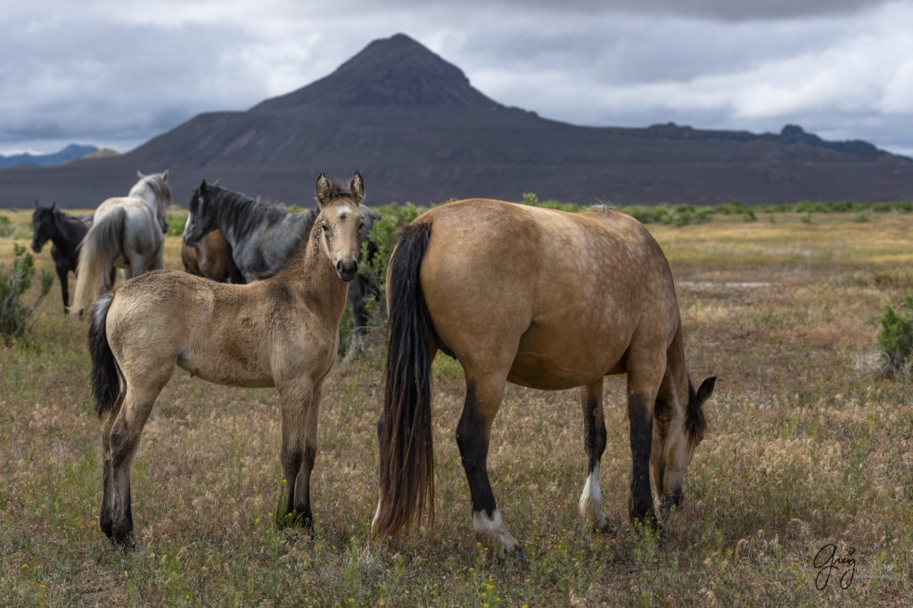 mustangs, wild horse mustangs, wild horse stallions, Onaqui wild horses, wild horse photography, photograph of a mare and her colt