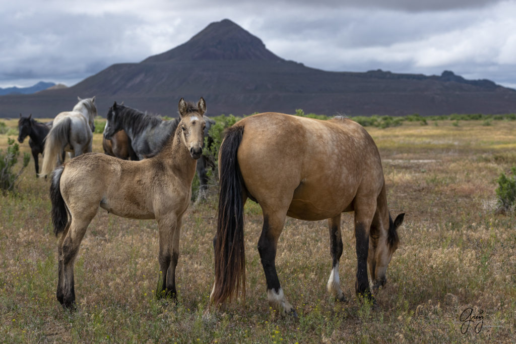 mustangs, wild horse mustangs, wild horse stallions, Onaqui wild horses, wild horse photography, photograph of a mare and her colt