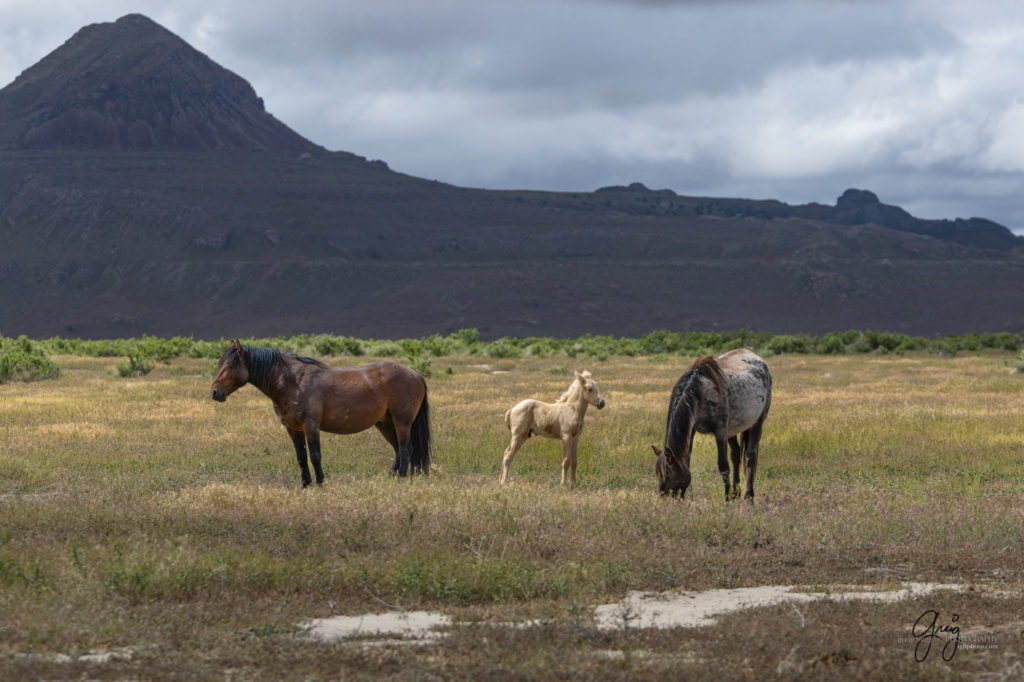 mustangs, wild horse mustangs, wild horse stallions, Onaqui wild horses, wild horse photography, photograph of a wild horse stallion with his mare and this years foal