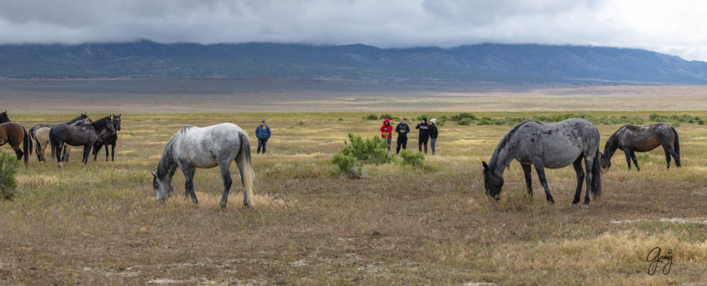 mustangs, wild horse mustangs, wild horse stallions, Onaqui wild horses, wild horse photography, photographs of three wild horse stallions