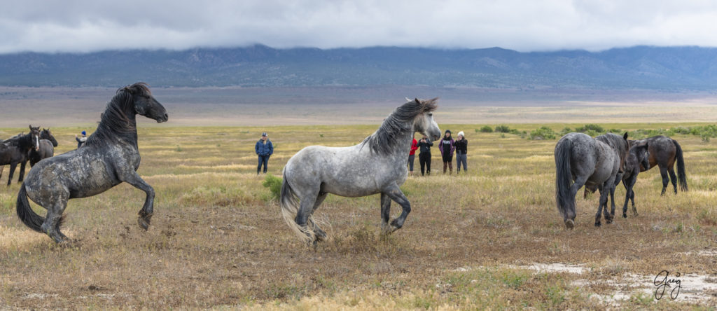 mustangs, wild horse mustangs, wild horse stallions, Onaqui wild horses, wild horse photography, photographs of three wild horse stallions