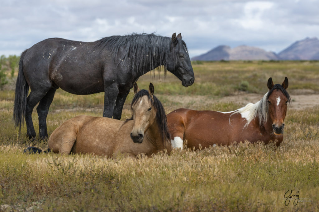 mustangs, wild horse mustangs, wild horse stallions, Onaqui wild horses, wild horse photography, photographs of a wild horse stallion with his two mares