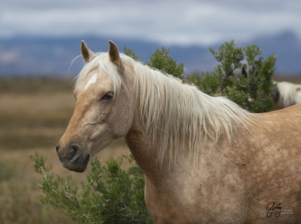 mustangs, wild horse mustangs, wild horse stallions, Onaqui wild horses, wild horse photography, photograph of young blonde wild horsemare
