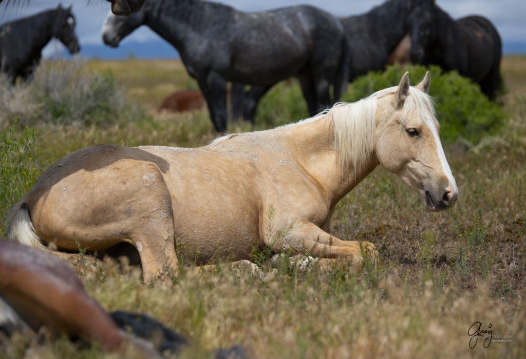 mustangs, wild horse mustangs, wild horse stallions, Onaqui wild horses, wild horse photography, photographs of a young mare laying down in Utah's west desert