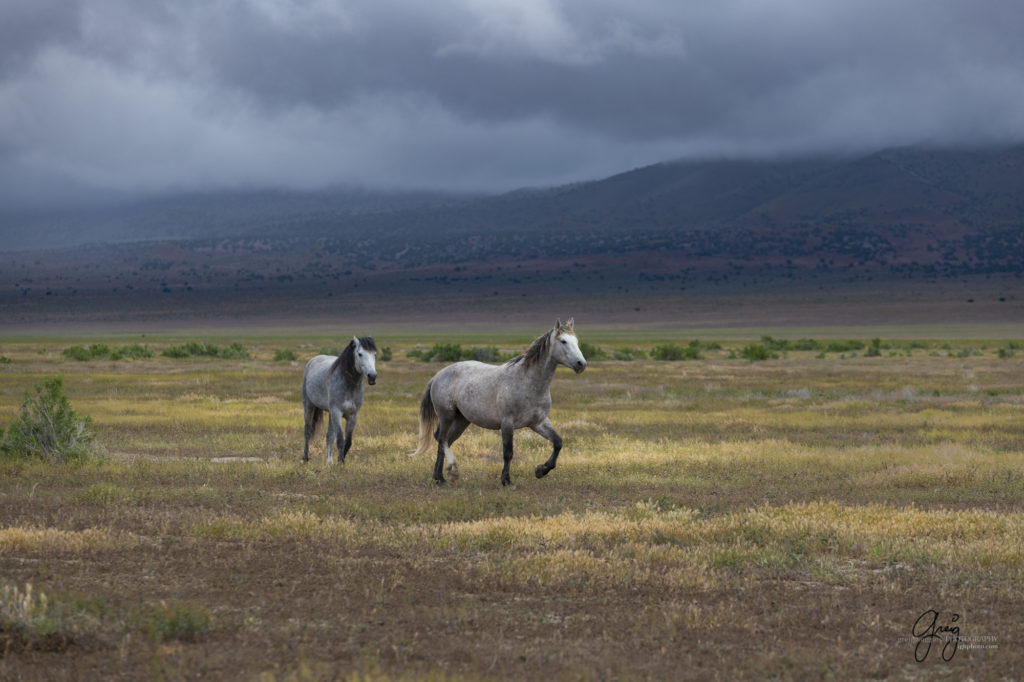 mustangs, wild horse mustangs, wild horse stallions, Onaqui wild horses, wild horse photography, photographs of two wild horse stallions or mustangs