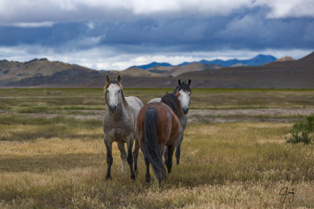 mustangs, wild horse mustangs, wild horse stallions, Onaqui wild horses, wild horse photography, photographs of three wild horse stallions