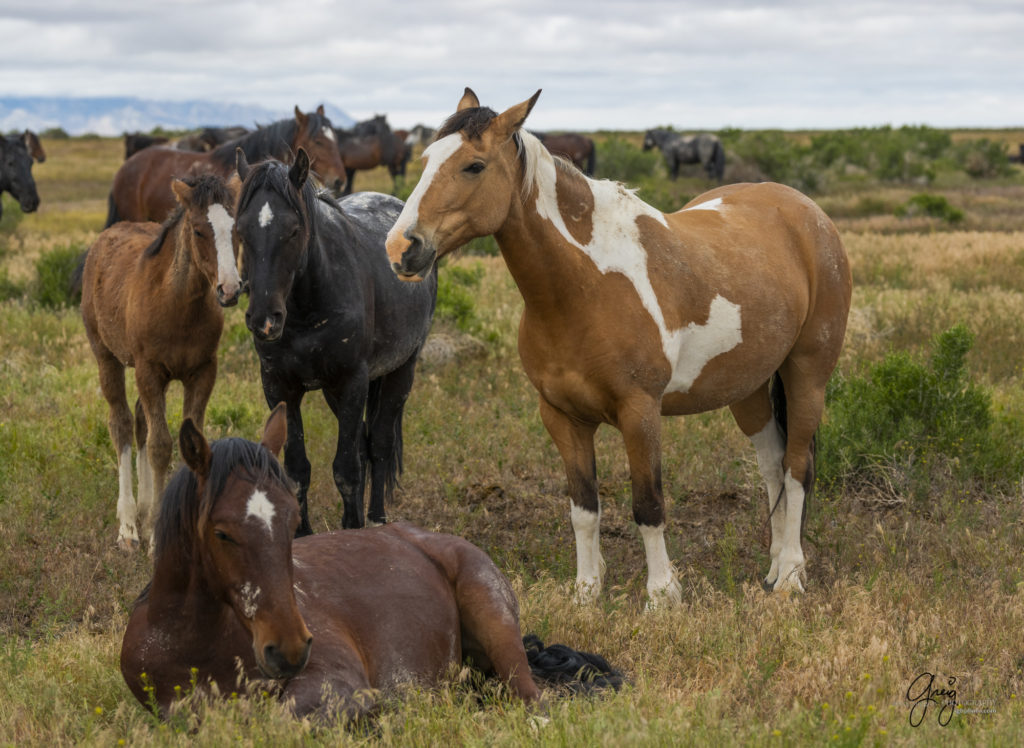 wild horse stallions, Onaqui wild horses, wild horse photography, photographs of a small family group of wild horses