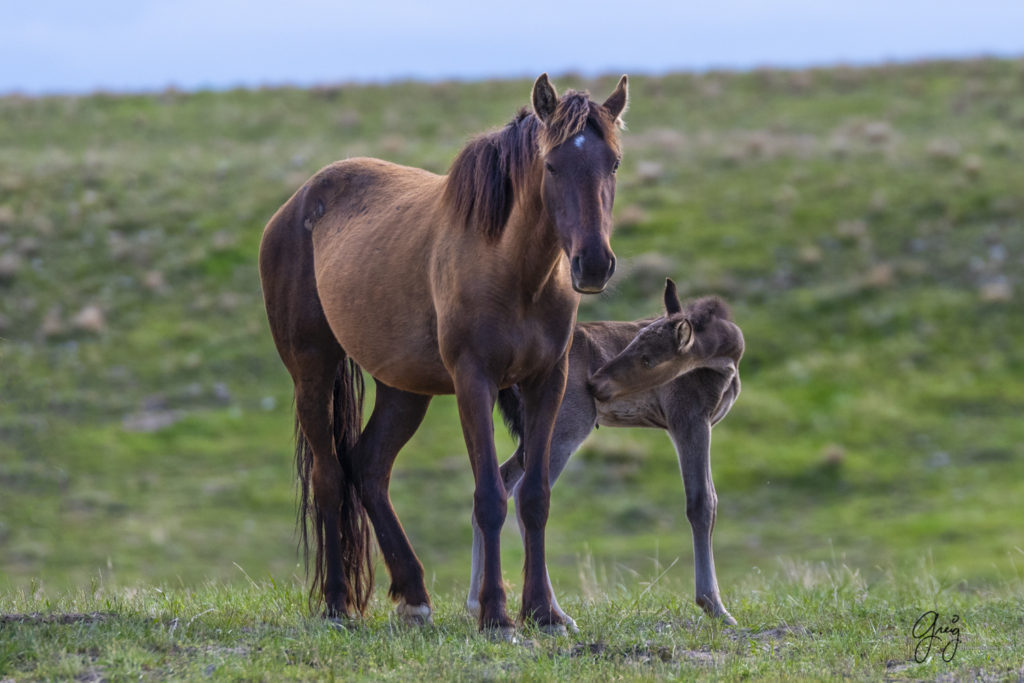 newborn wild horse foal with its mother onaqui wild horses