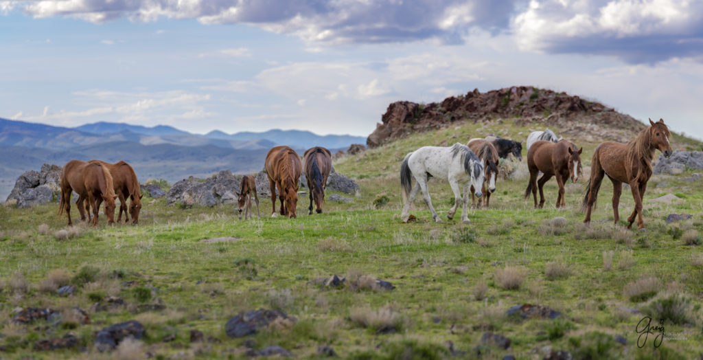 newborn wild horse foal with its mother and father purple desert in background onaqui wild horses