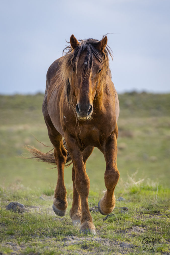 wild horse mustang/stallion Onaqui herd utah wild horses
