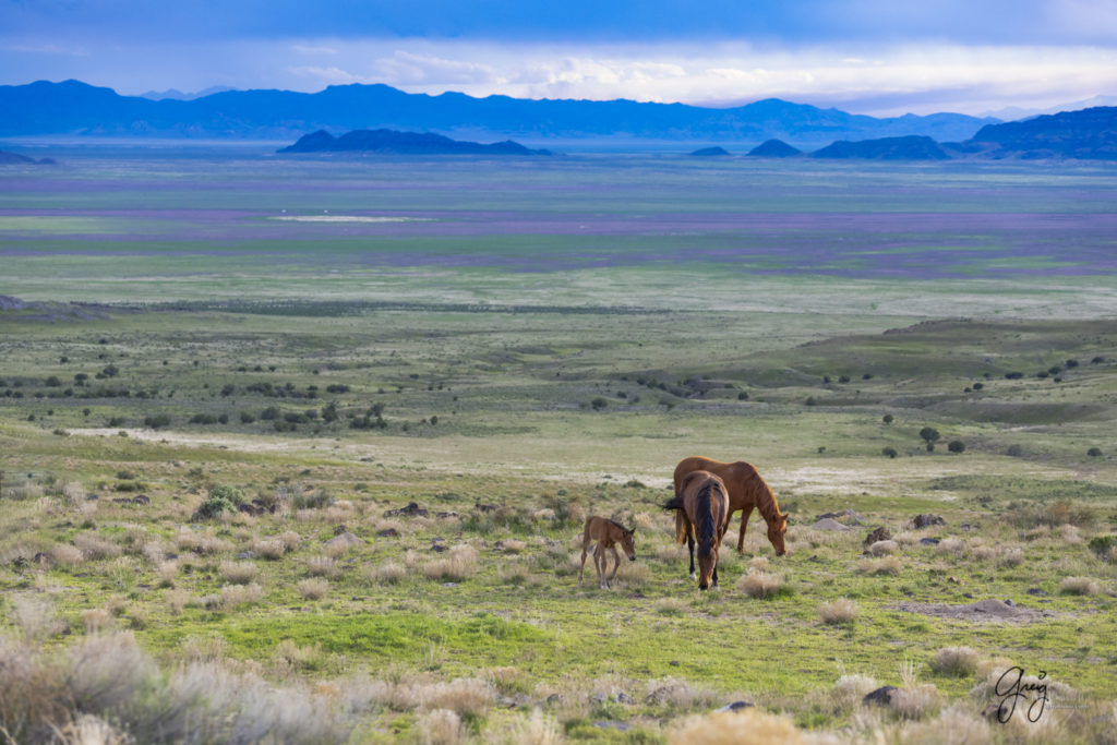 newborn wild horse foal with its mother and father purple desert in background onaqui wild horses