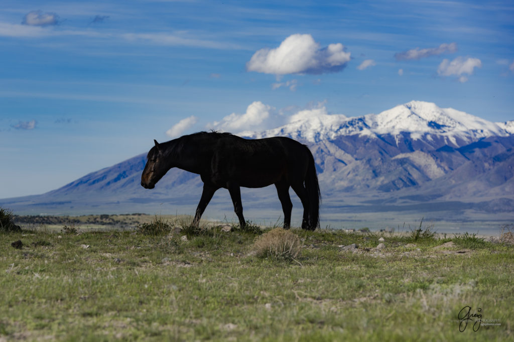 bachelor wild horse stallion/mustang Onaqui herd of wild horses in utah