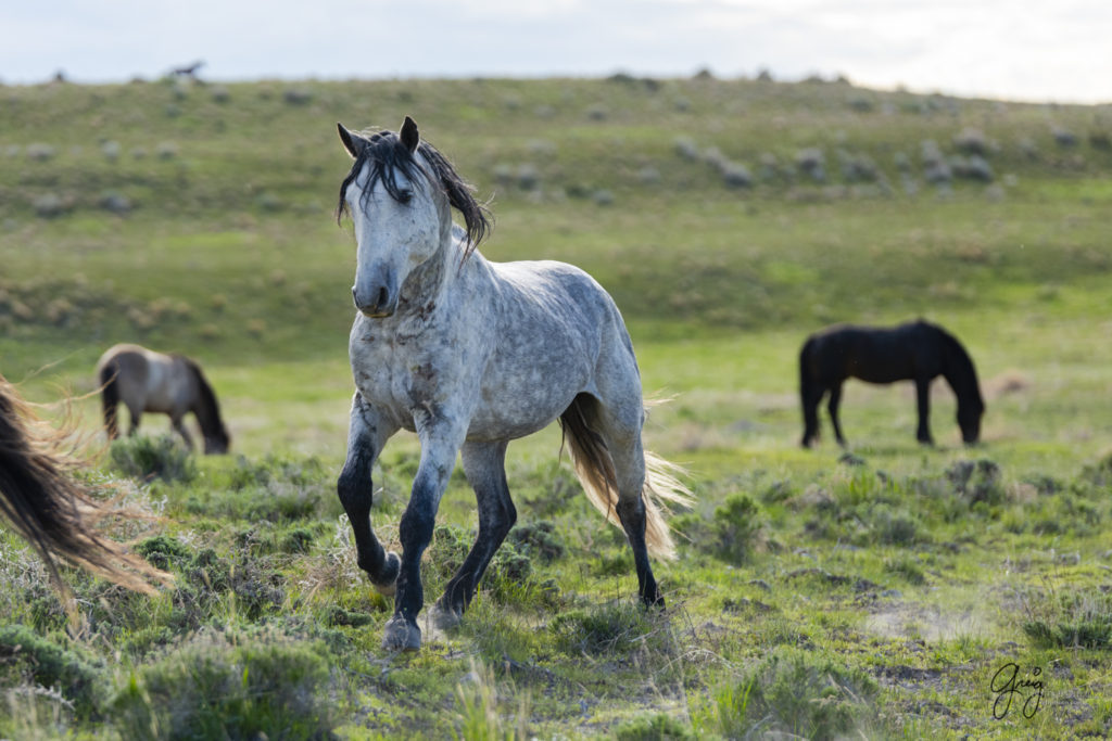 wild horse stallions fight mustang Onaqui herd of wild horses in utah