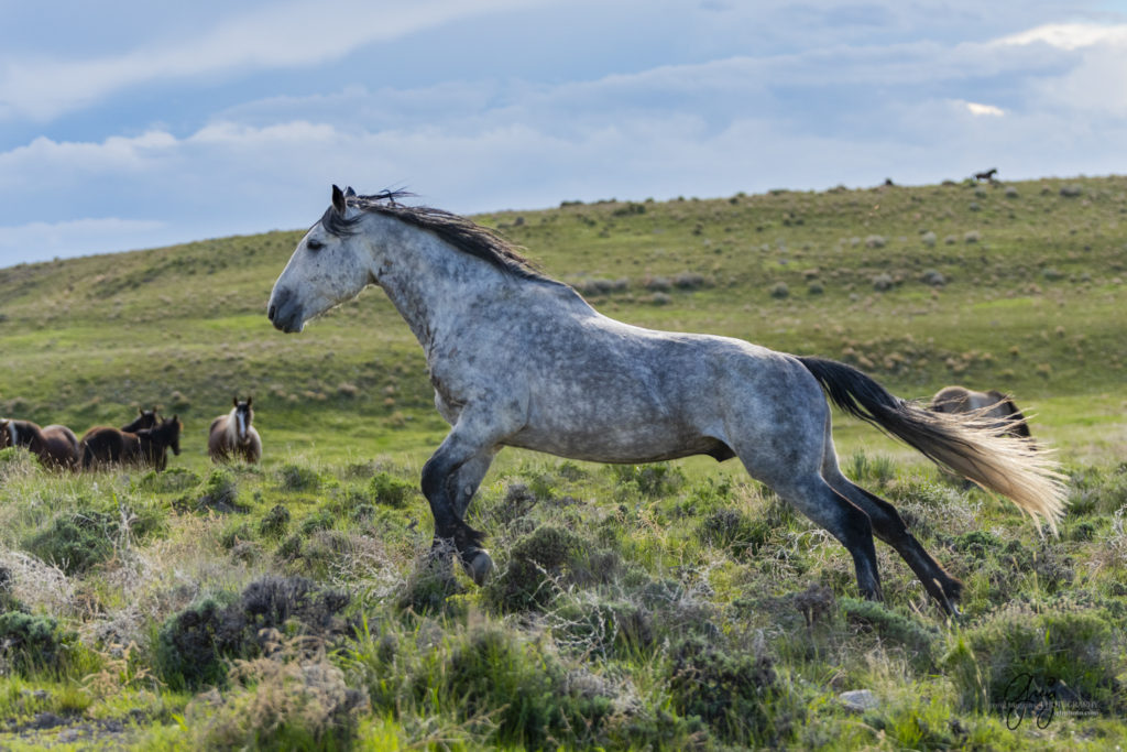 wild horse stallions fight mustang Onaqui herd of wild horses in utah