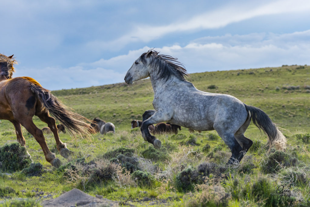 wild horse stallions fight mustang Onaqui herd of wild horses in utah