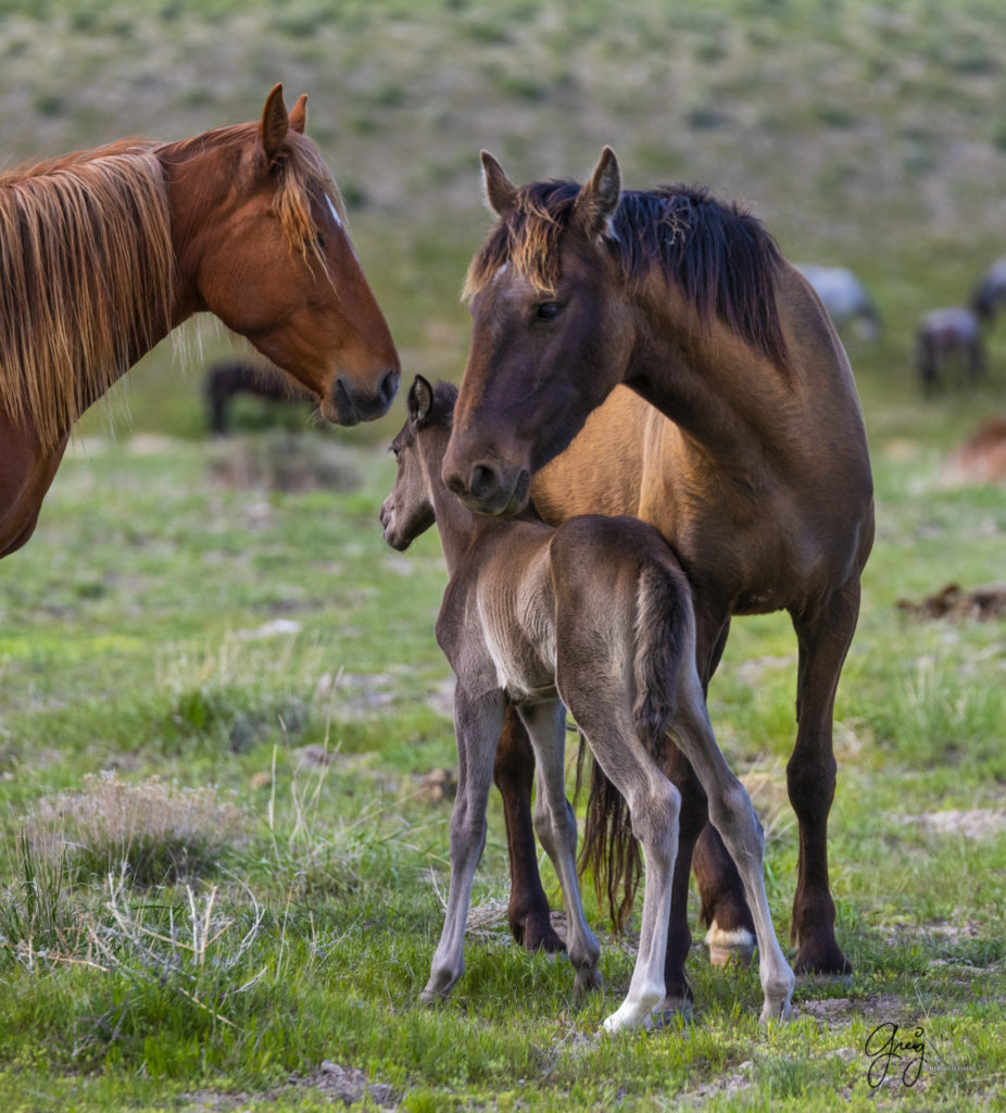 newborn wild horse foal with its mother and father onaqui wild horses