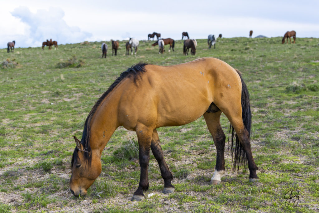 beautiful buckskin wild horse mustang stallion Onaqui Herd, utah wild horses