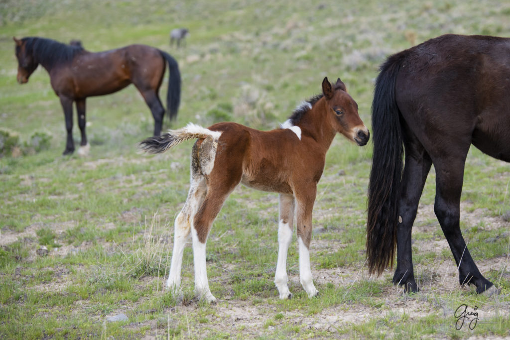 newborn wild horse foal with its mother onaqui wild horses