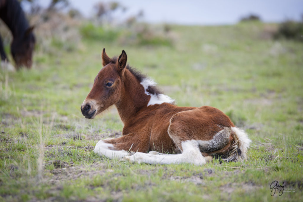 newborn wild horse foal with its mother onaqui wild horses