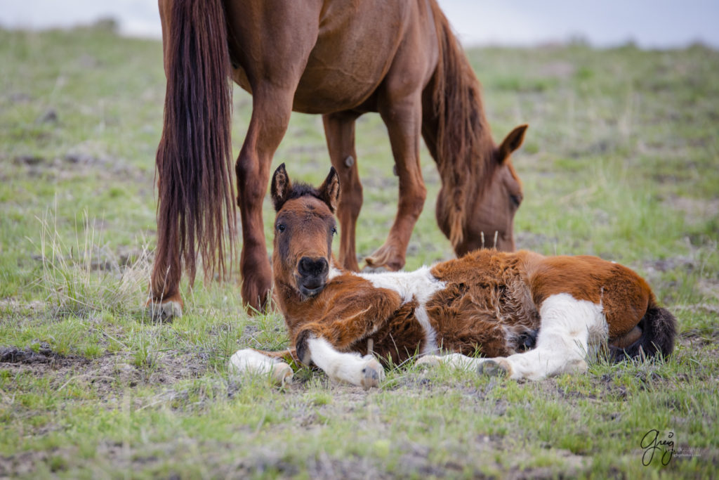 newborn wild horse foal with its mother onaqui wild horses