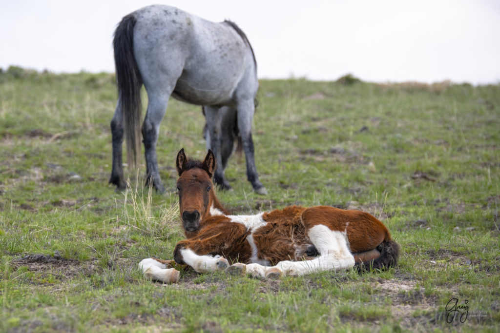 newborn wild horse foal with its mother onaqui wild horses