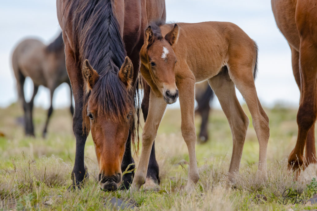 newborn wild horse foal with its mother onaqui wild horses