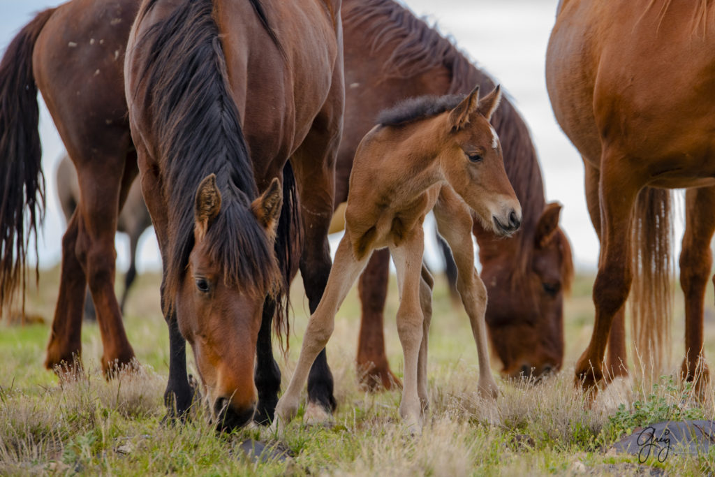 newborn wild horse foal onaqui wild horses