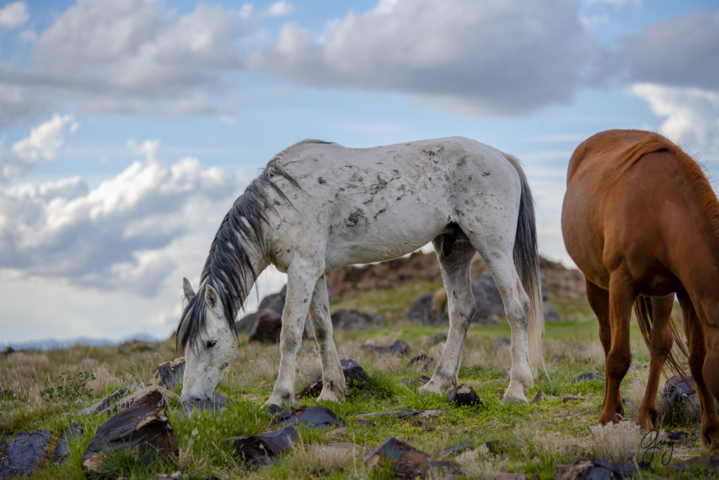 wild mustang stallion onaqui wild horses in Utah's west desert