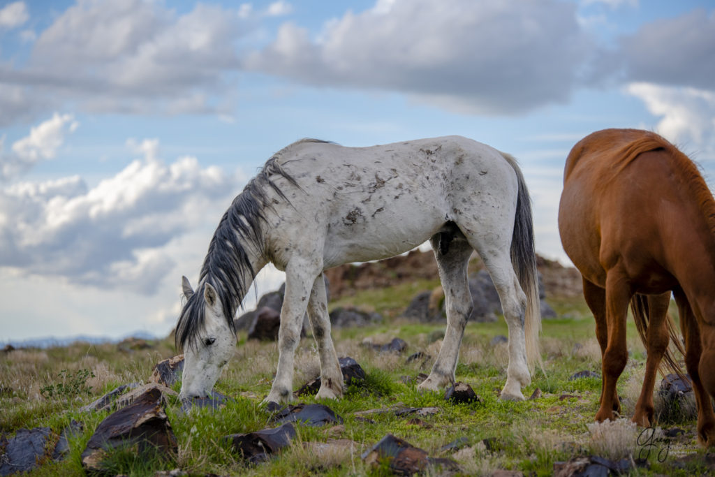 wild mustang stallion onaqui wild horses in Utah&#039;s west desert