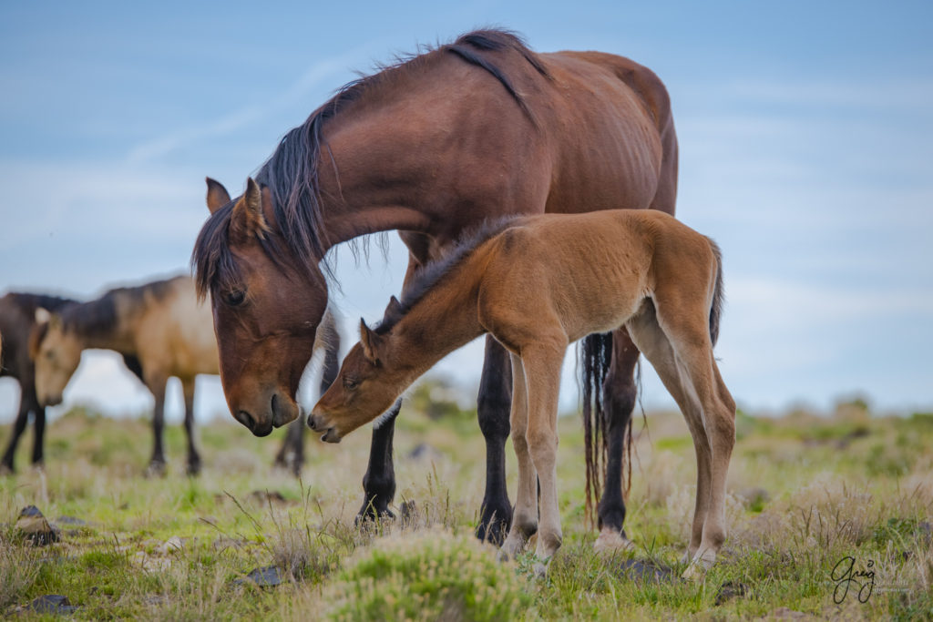 newborn wild horse foal Onaqui Wild Horses