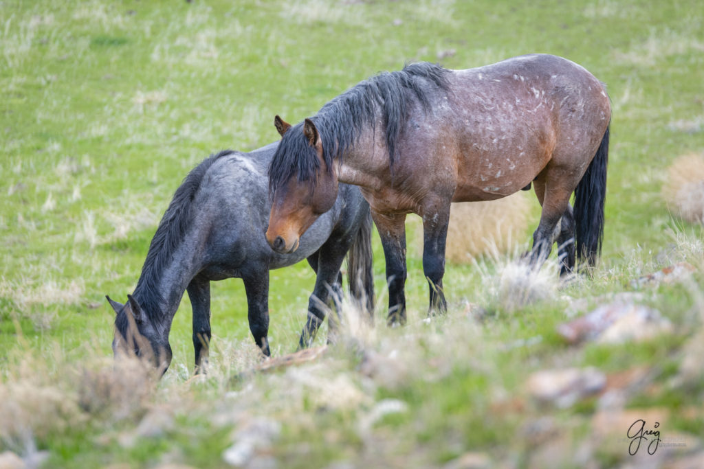 two wild mustangs in Utah desert Onaqui wild horses