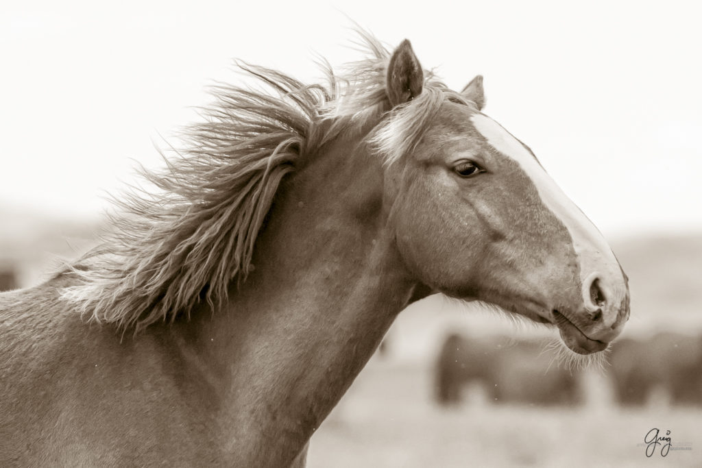 three onaqui wild horses in Utah's west desert, sepia toned black and white photo, Onaqui wild horses,  Onaqui Wild horse photographs, photography of wild horses, equine photography